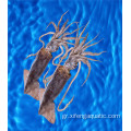 Φρέσκια τιμή calamar dosidicus gigas